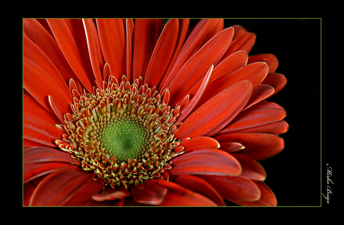 Gerbera