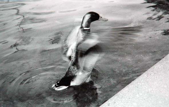 Parco de la ciutedella (barcelona)