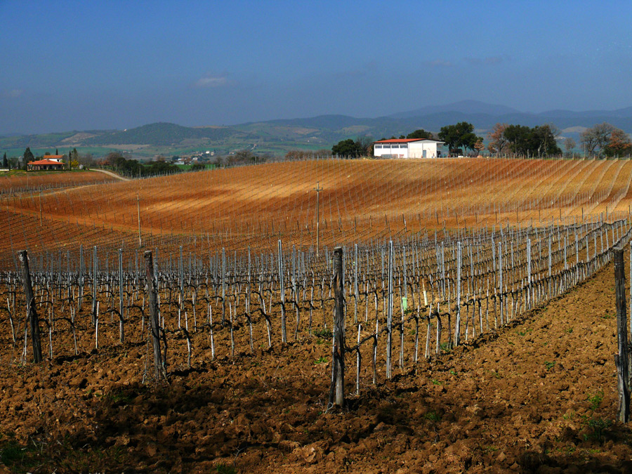 Dai vigneti del Morellino