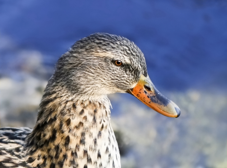 germano reale femmina