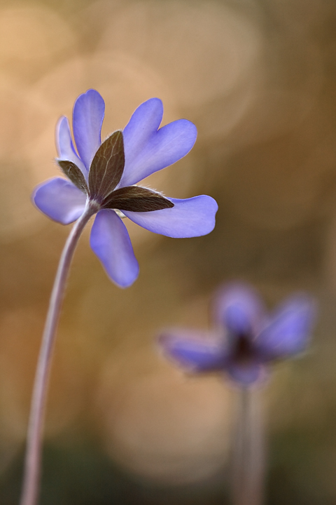 Hepatica nobilis