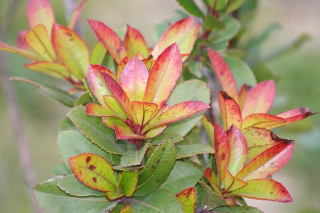 Sfumature di colore su una pianta