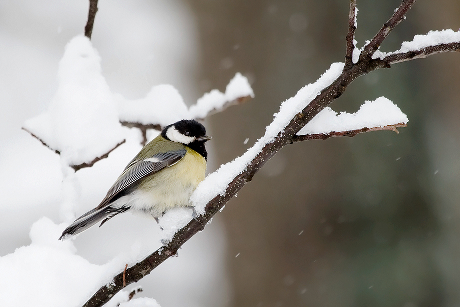 Cinciallegra Innevata...