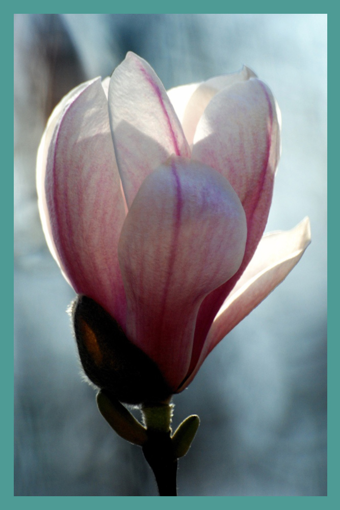 Magnolia suolangeana