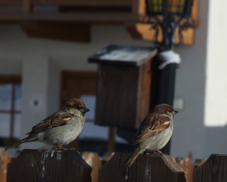 passeri di livigno...