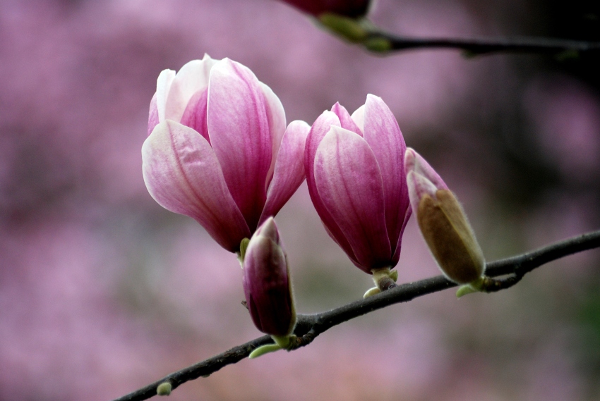 La delicatezza della primavera