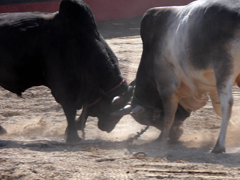 Duello al sole... di Al Fujairah