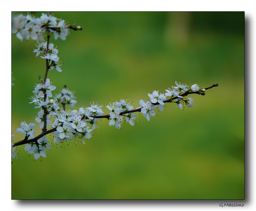 Profumo di primavera