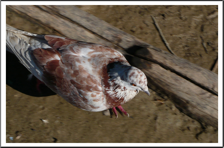 ...Scusate vado di fretta...