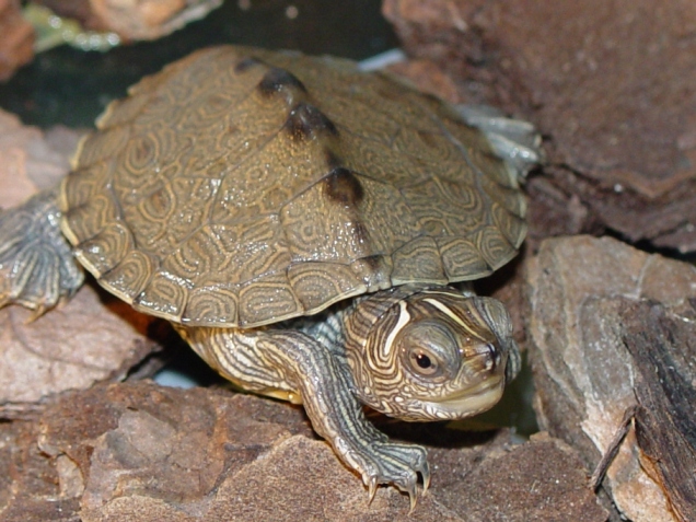 cucciolo di tartaruga