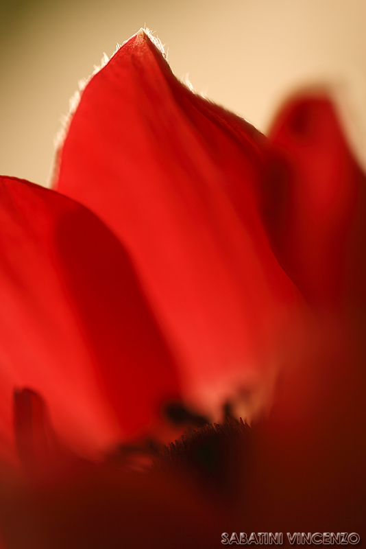 diavolo di un fiore!