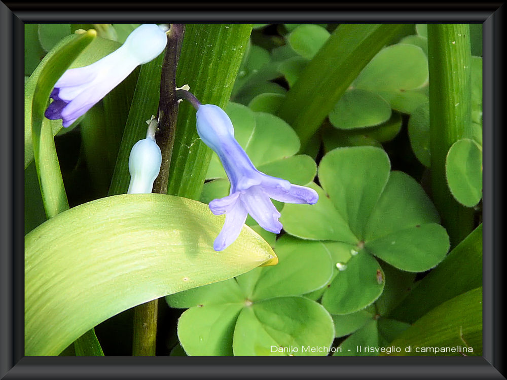 Il risveglio di campanellina