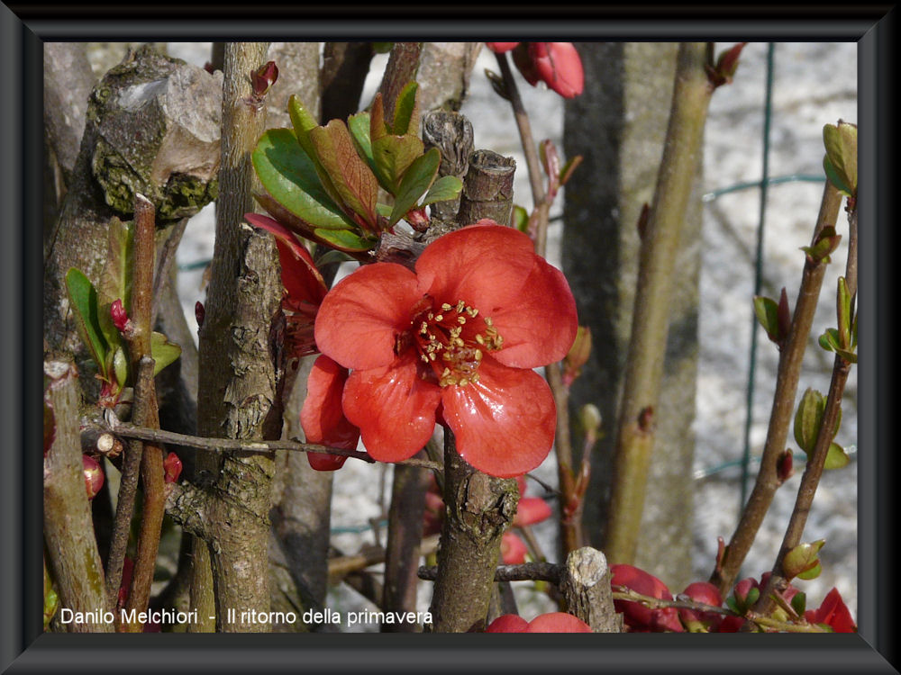 Il ritorno della primavera