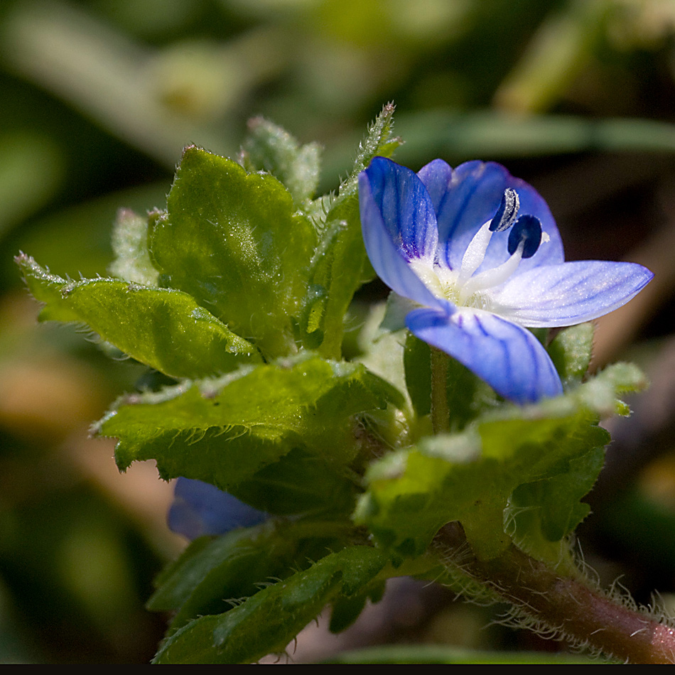 Imola, parco acque minerali, nel prato