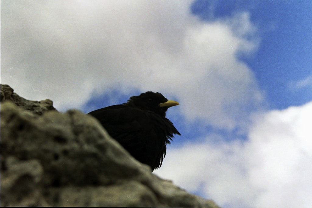 Corvo di montagna