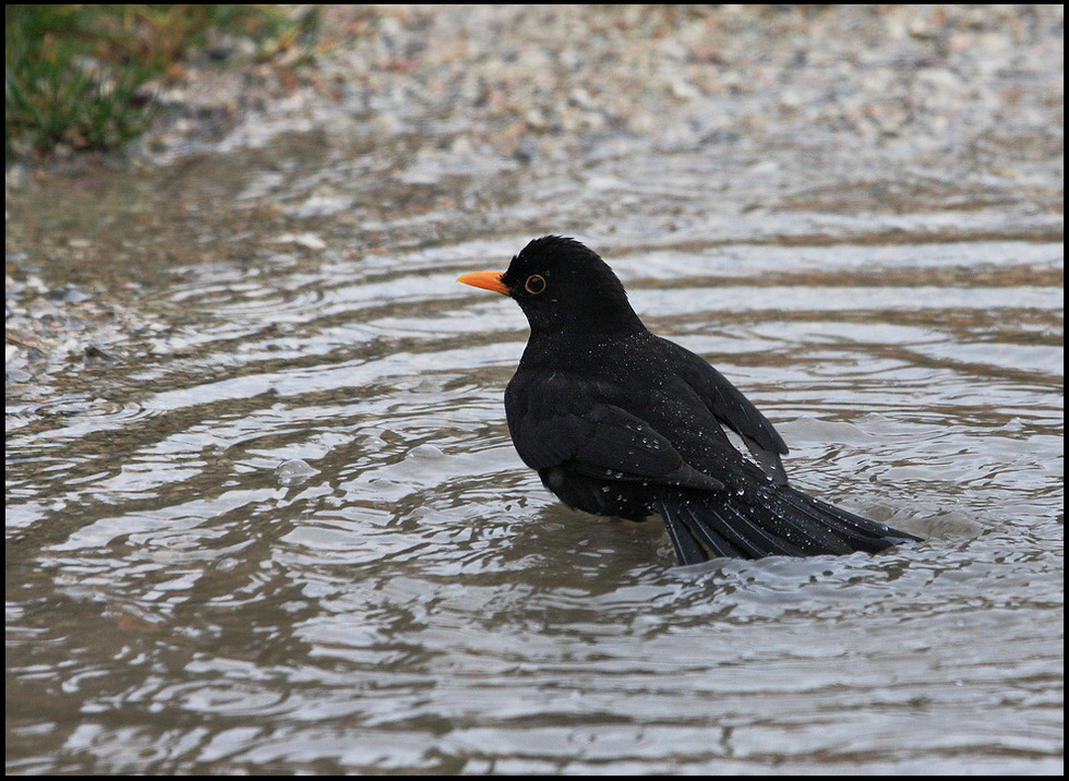 Un bagno ...sotto la pioggia