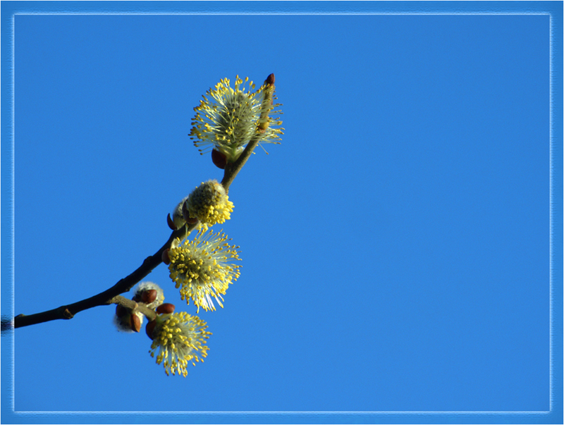 Accenno di primavera