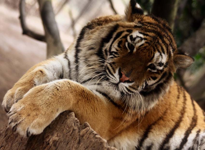 Tigre nella Torbiera 2