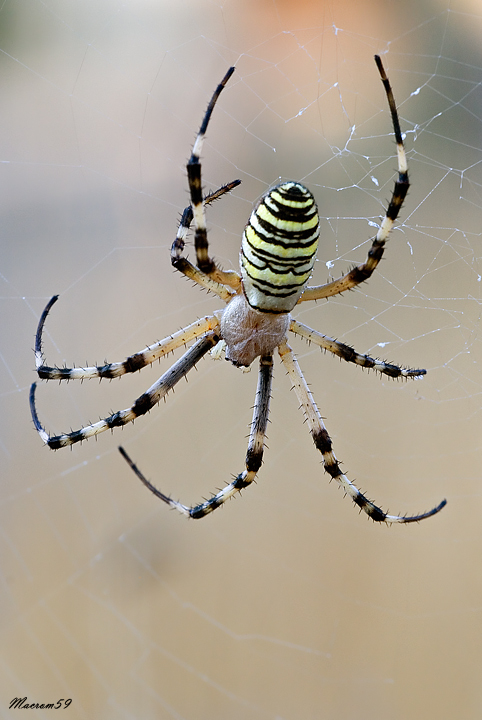 Argiope Bruennichi