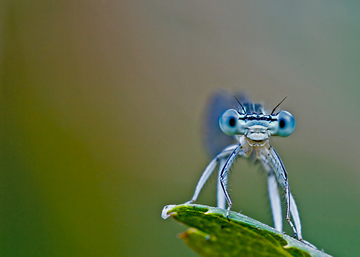 Orthetrum Coerulescens