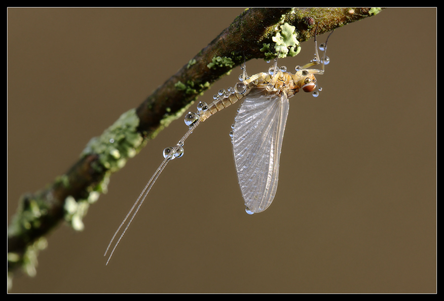Ephemeroptera - Effimera
