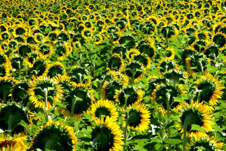 Campo di girasoli