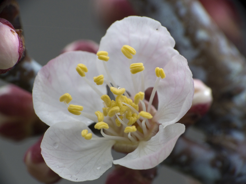 risveglio della natura