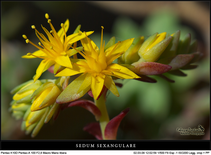 Sedum !