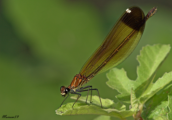 Calopterix Haemorroidales