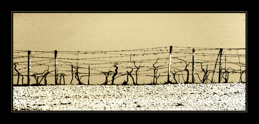 Composizione con vigna