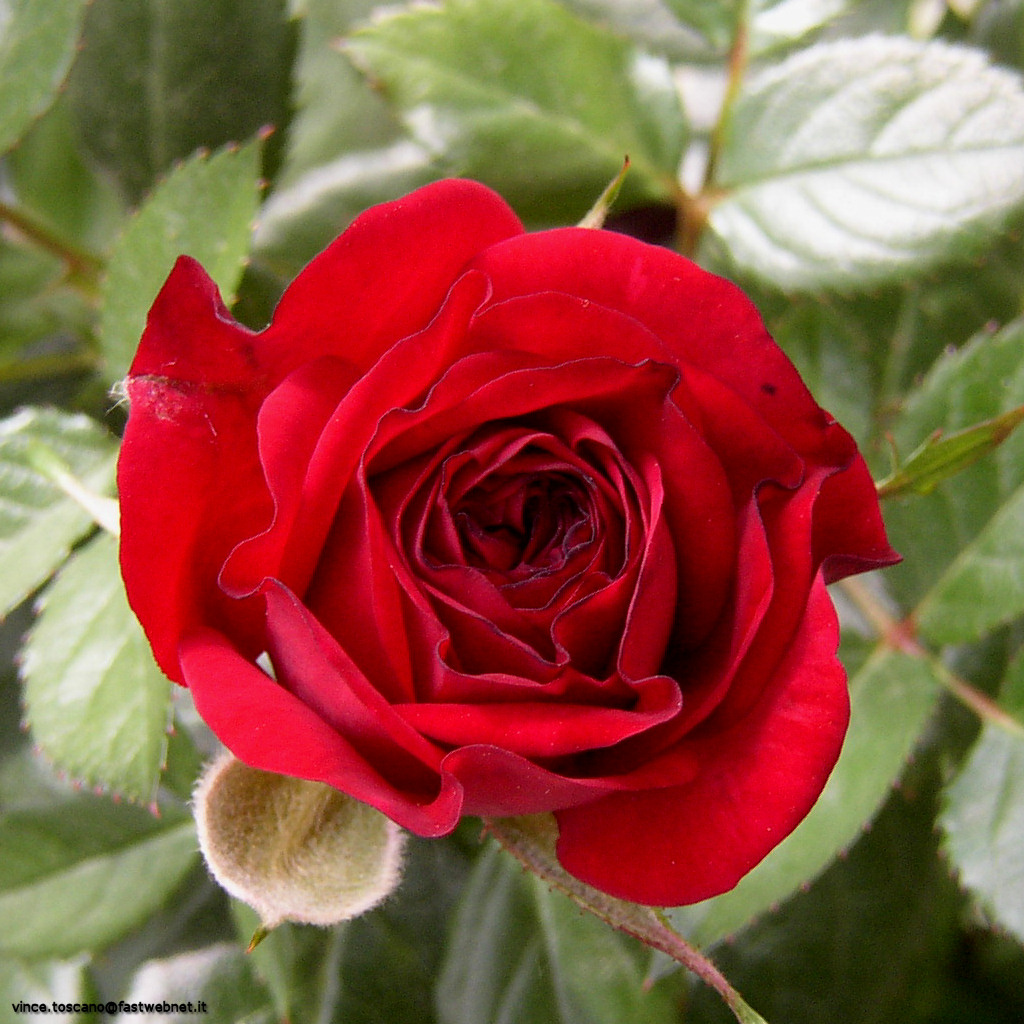 rosa rosae
