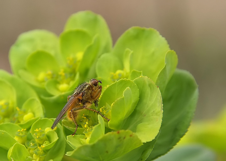 il pranzo è servito