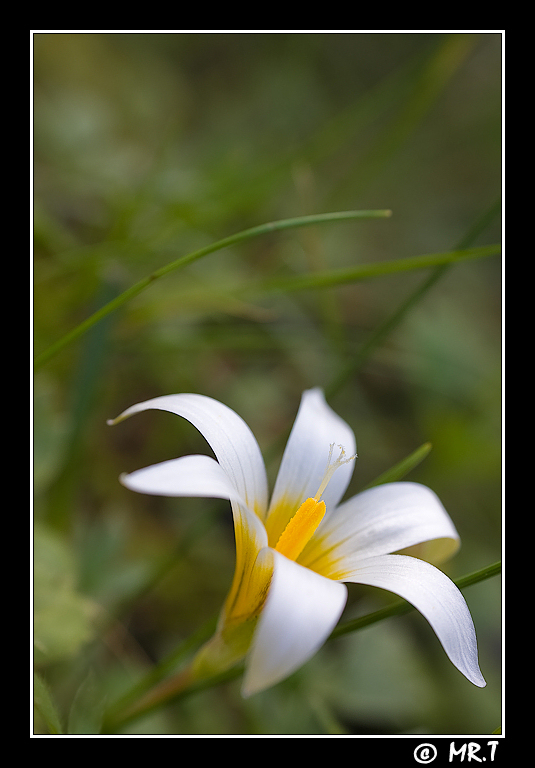 Delicatezza di bosco