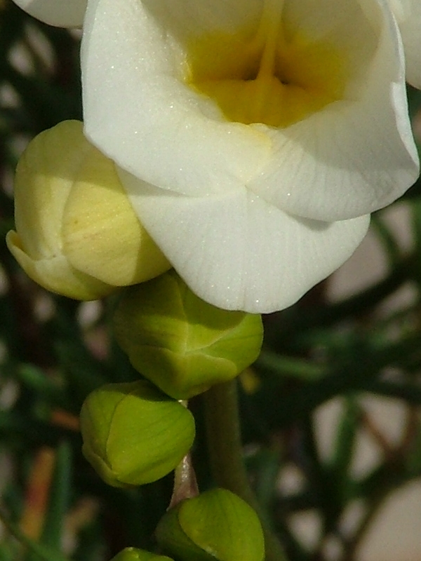 Nuova macro crop