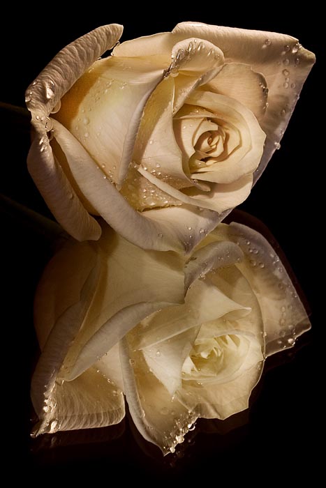 riflessioni di una rosa ...