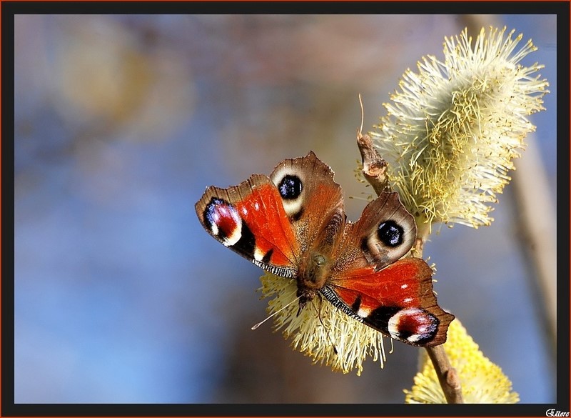 Inachis Io-Occhio di pavone-Vanessa Io