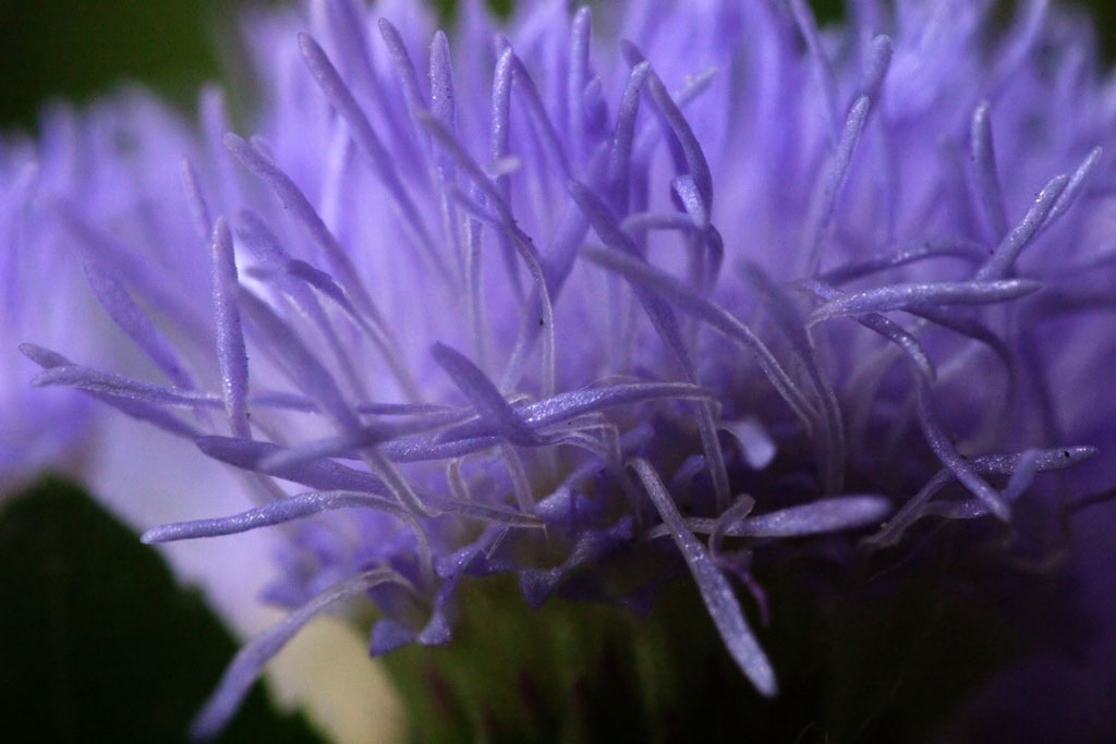 fiore o giungla aliena?