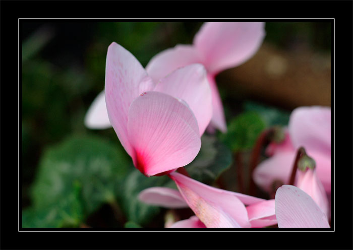 non sono una farfalla