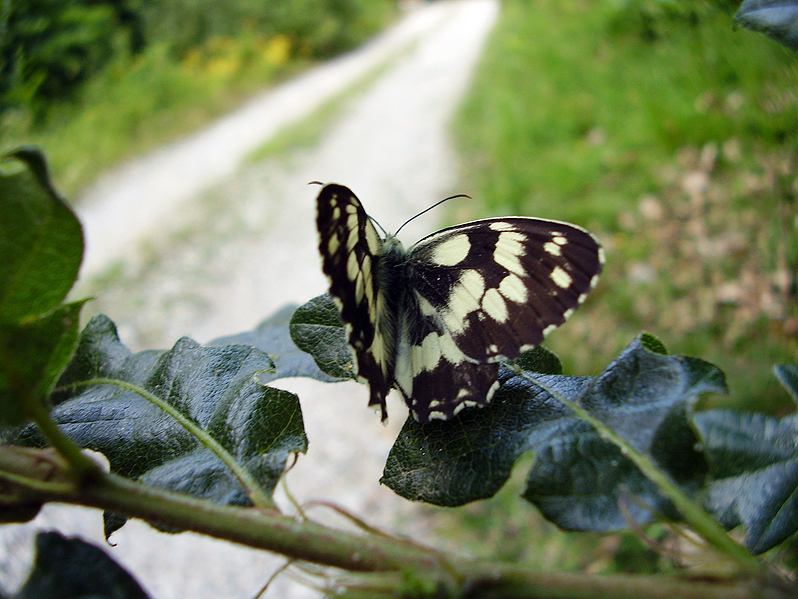 Su... spicca il volo