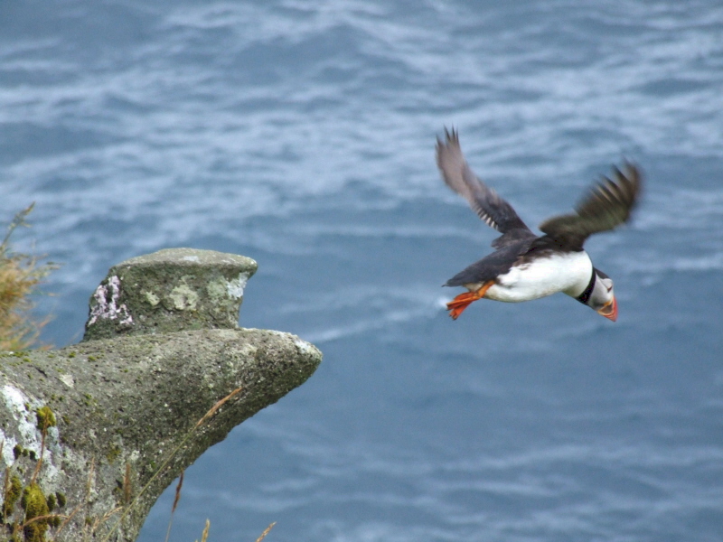 IL TUFFO DELLA PULCINELLA
