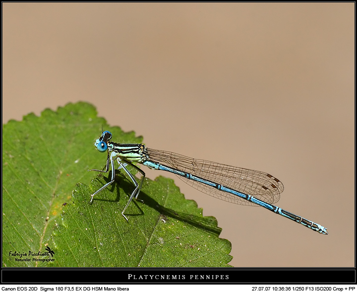 Platycnemis pennipes