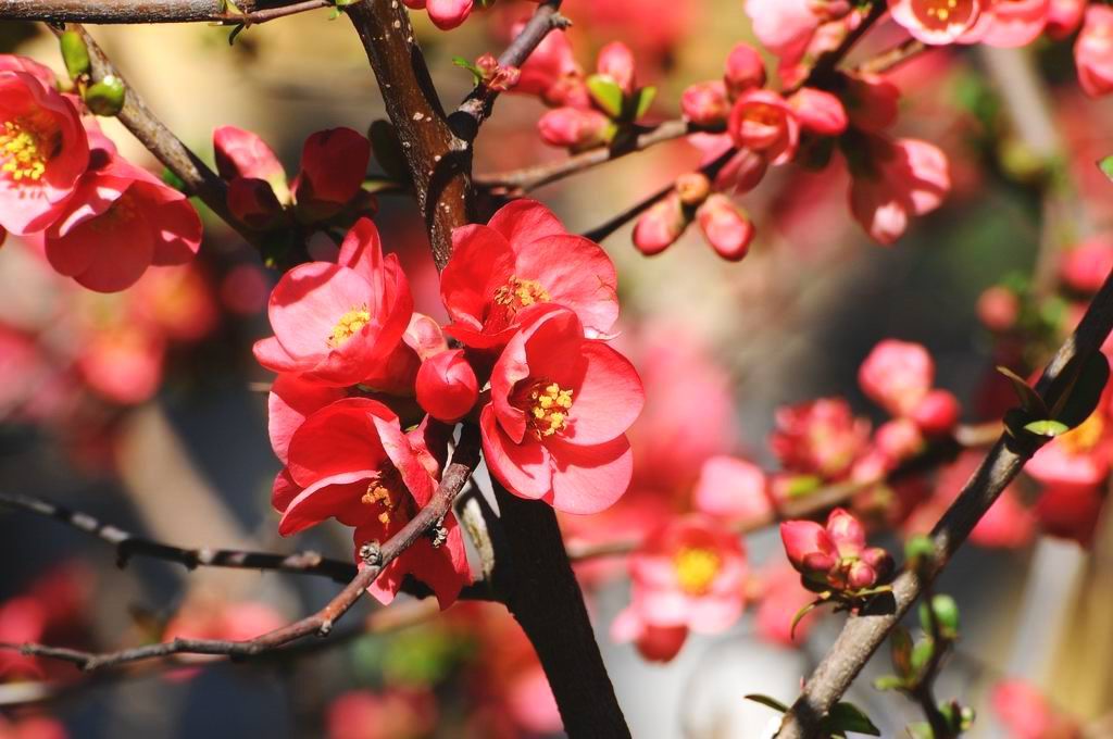 fiori di pesco selvatico