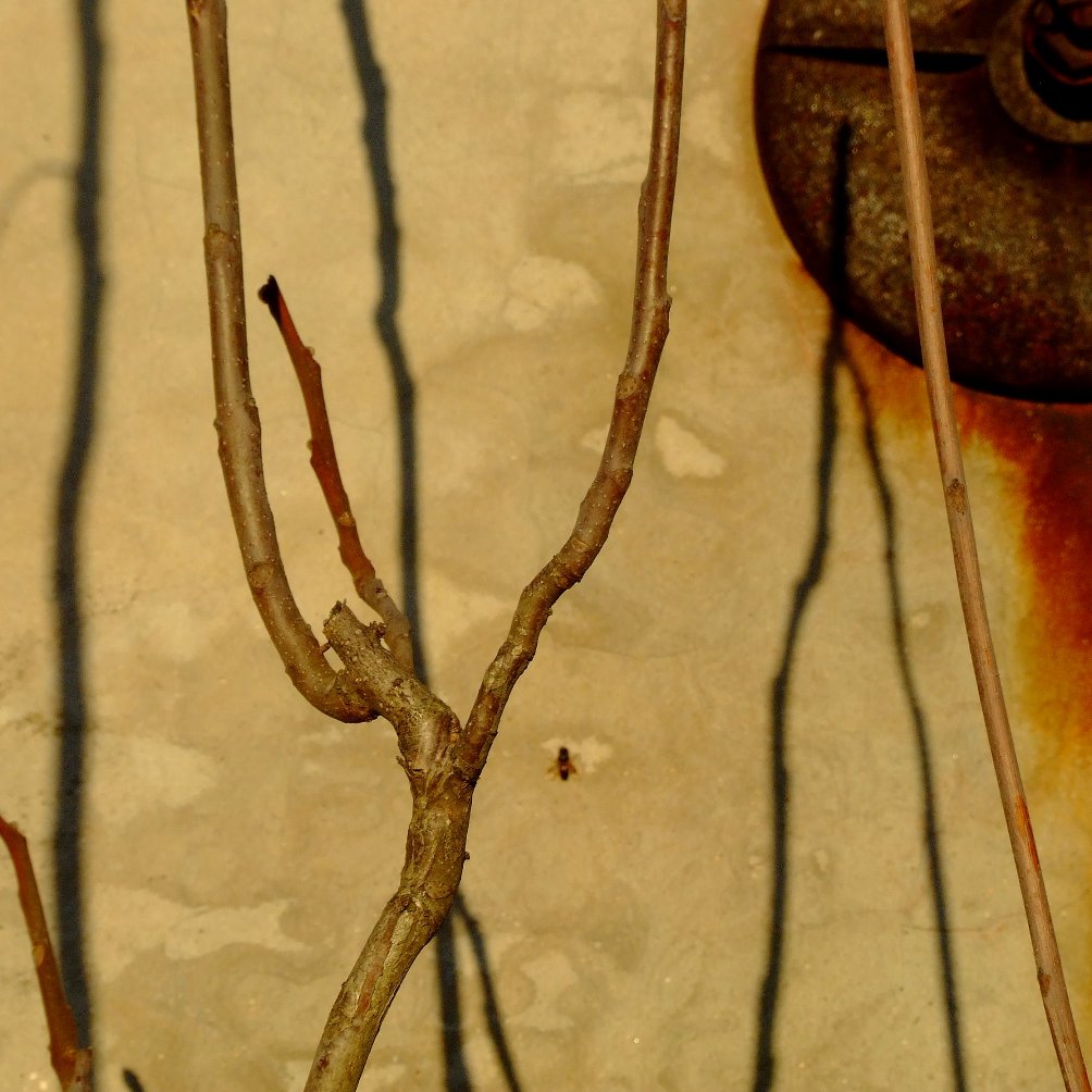 immobilit� illusoria