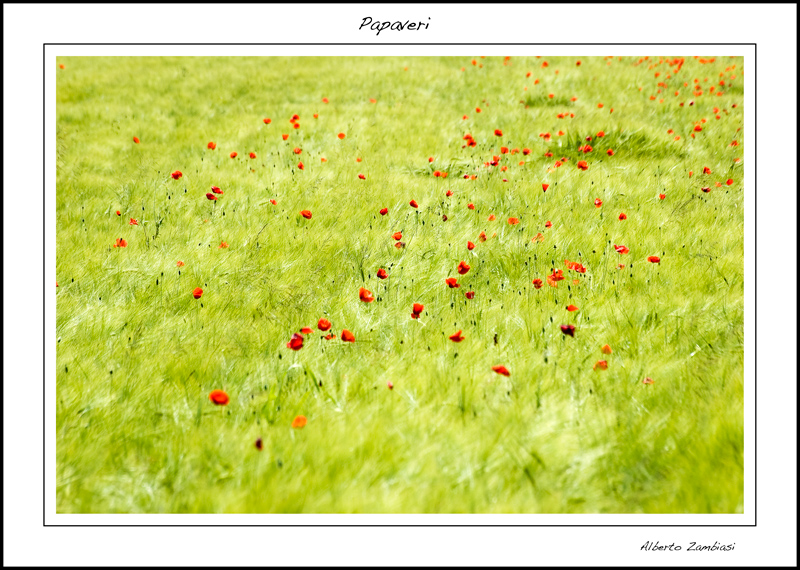 Papaveri