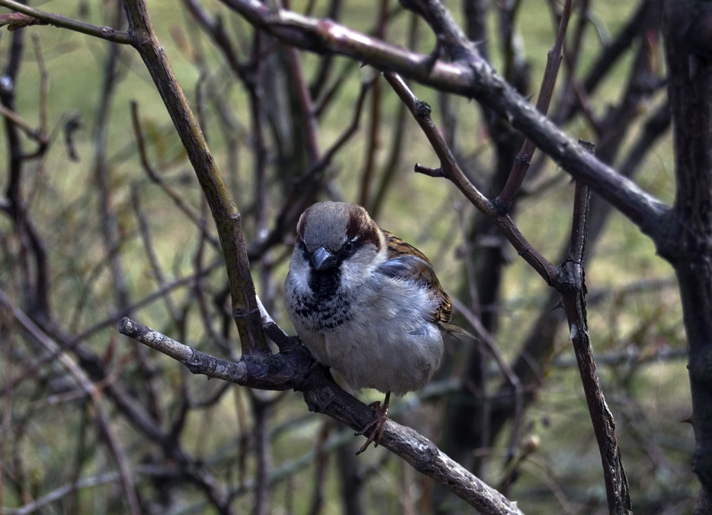 Tra i rami...(55 mm)