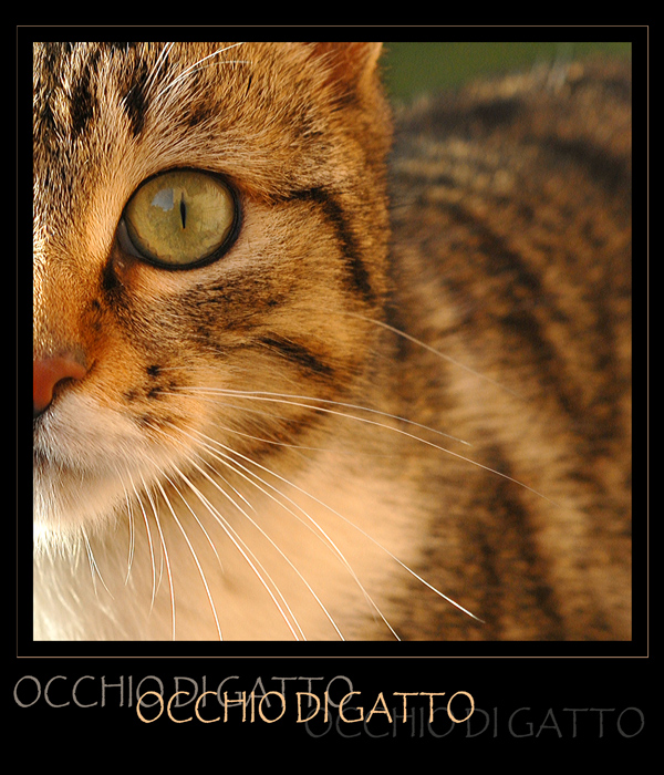 :: occhio di gatto ::