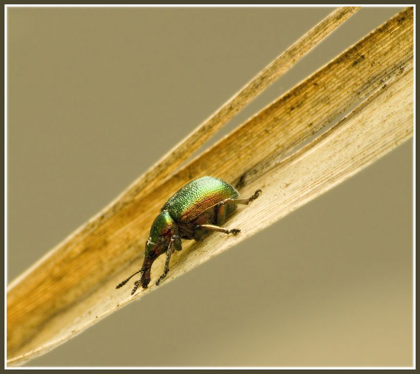 ProtoTapiro sullo scivolo