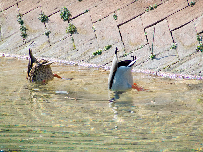 cn il culetto in giu!