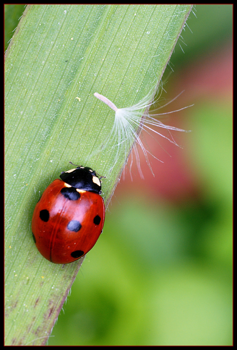 Coccinella
