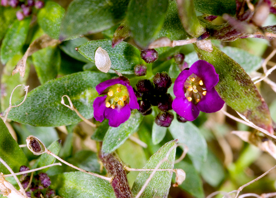 Sono viola ma non portano male